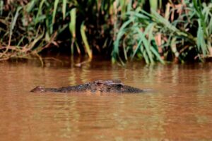Head of missing man found after crocodile attack in Sarawak river