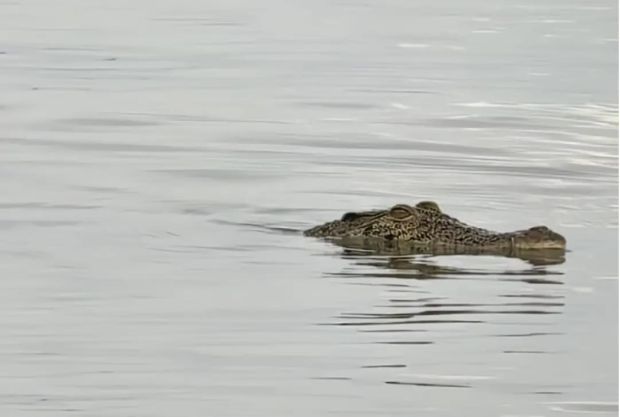 Head of missing man found after crocodile attack