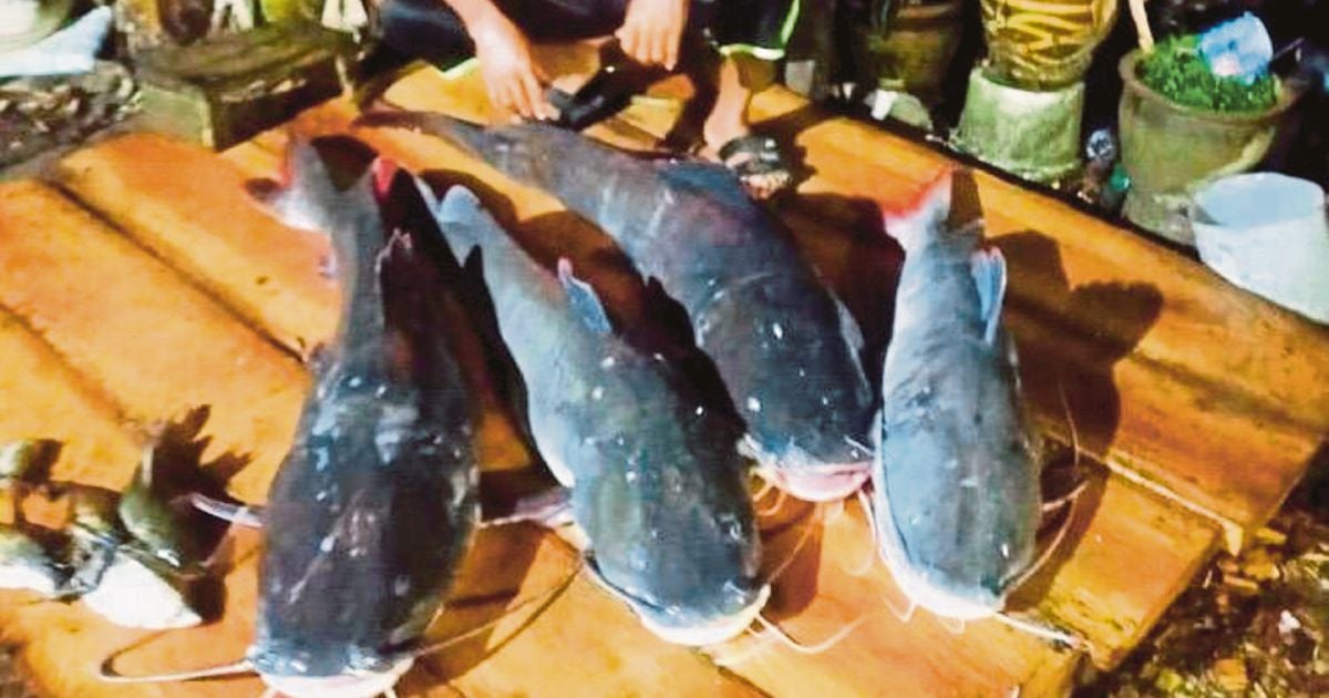 Invasive redtail catfish takes over Sungai Pahang, threatens livelihoods