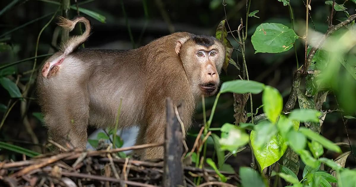 Jobless man claims trial to possessing endangered primate without licence