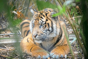 Johor vows to crack down on tiger poaching