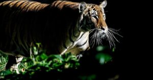 Johor vows to crack down on tiger poaching