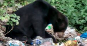 Kampung Jerek residents fear for safety after sun bear sightings