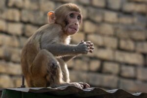 Kumpulan monyet larikan bayi sebelum campak ke dalam tong air