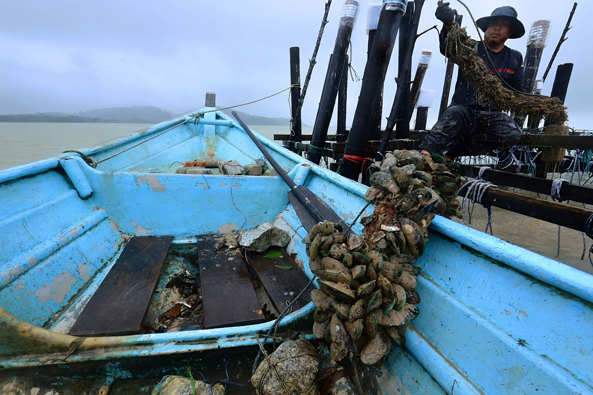 Larangan ambil hasil kupang di PD ditarik balik
