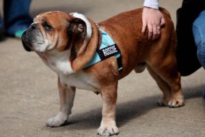 Lewis Hamilton skips F1 tyre test to be with dog in coma