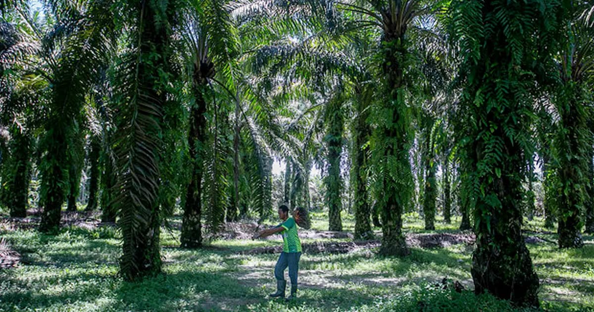 MSPO certification gets EU nod