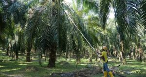 Malaysian palm oil on right track to be classified as ‘low risk’