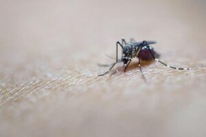 Man’s detailed mosquito control methods go viral