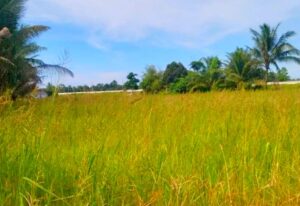 Masalah air, hasil padi Kelantan dijangka susut