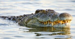 Melaka residents urged to avoid river after crocodile sighting