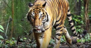 NST Leader: Why anti-poaching isn't enough to curb wildlife trade