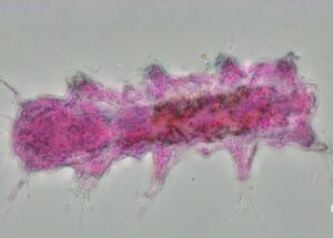 New water bear species found in Labuan named in honour of Malaysia