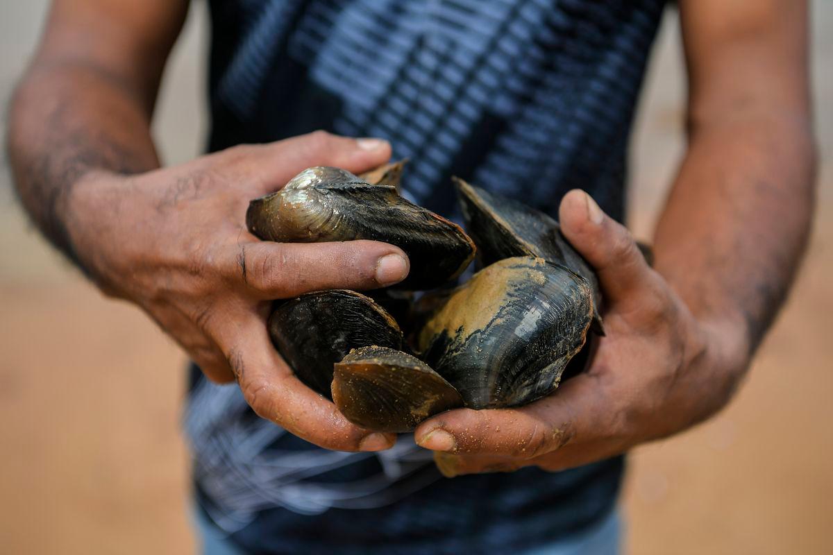 PD shellfish now safe to eat, operators can resume harvesting