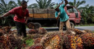 Palm falls for third straight session on weak exports, softer rival oils