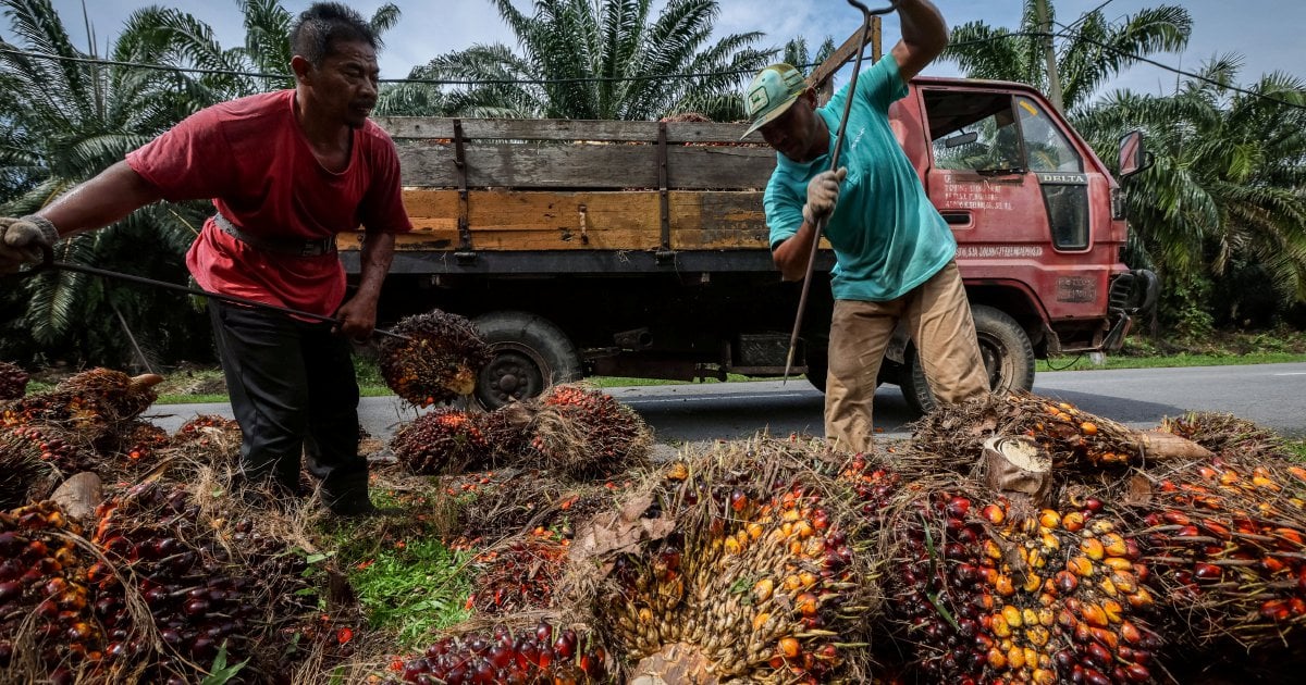 Palm falls for third straight session on weak exports, softer rival oils