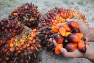 Palm oil: Malaysia on the right track to be classified as low-risk country, says Johari