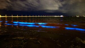 Pantai Australia ‘berkilau’ akibat cahaya biru alga