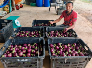 Pelaburan RM100,000 tanam terung beri pulangan lumayan
