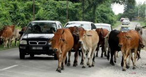 Penang city council under fire after auctioning farmer’s cattle