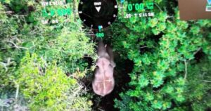Perhilitan captures young elephant in Jerantut