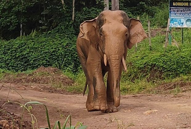 Perhilitan captures young elephant near Jerantut Health Clinic