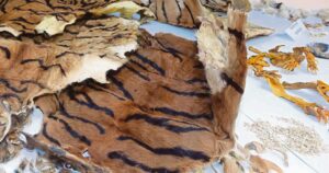 Police: Poaching syndicates in Malaysia well-organised, backed by 'serious money'