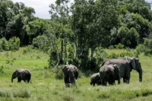 Pos Pasik villagers living in fear of three wild jumbos for nearly a year
