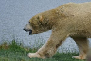 QuickCheck: Are polar bears eating grass due to climate change?
