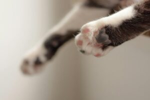 QuickCheck: Is it illegal to bring pets into restaurants?