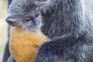 QuickCheck: Is it true that the silvery langur's fur colour changes with age?