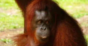 Remembering Delima, the orangutan whose life was cut short
