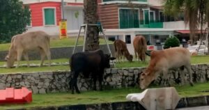 Roaming cows seized after repeated complaints, says city council