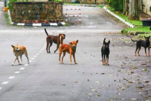 SAFM calls for firm action following dog cruelty case in Ipoh