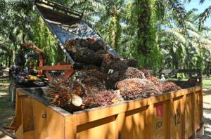 Semua komoditi utama negara patuh Peraturan Penebangan Hutan EU