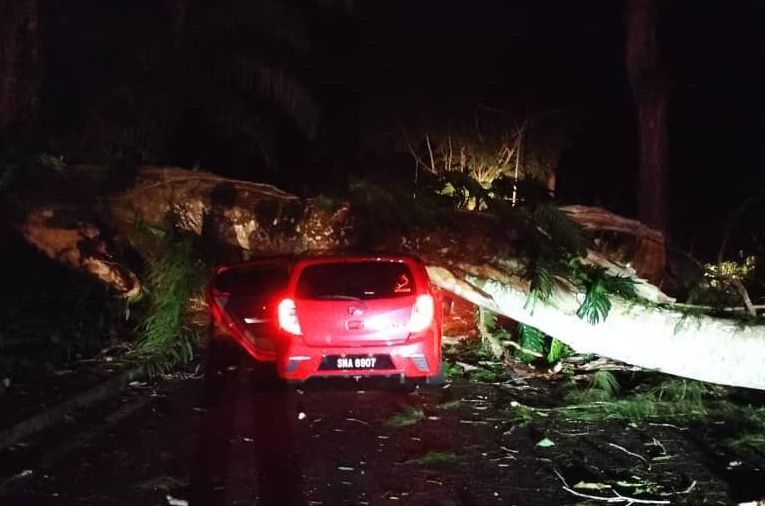 Six fallen trees reported in Sandakan, one injured