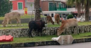 Stray cows removed from city streets following public complaints