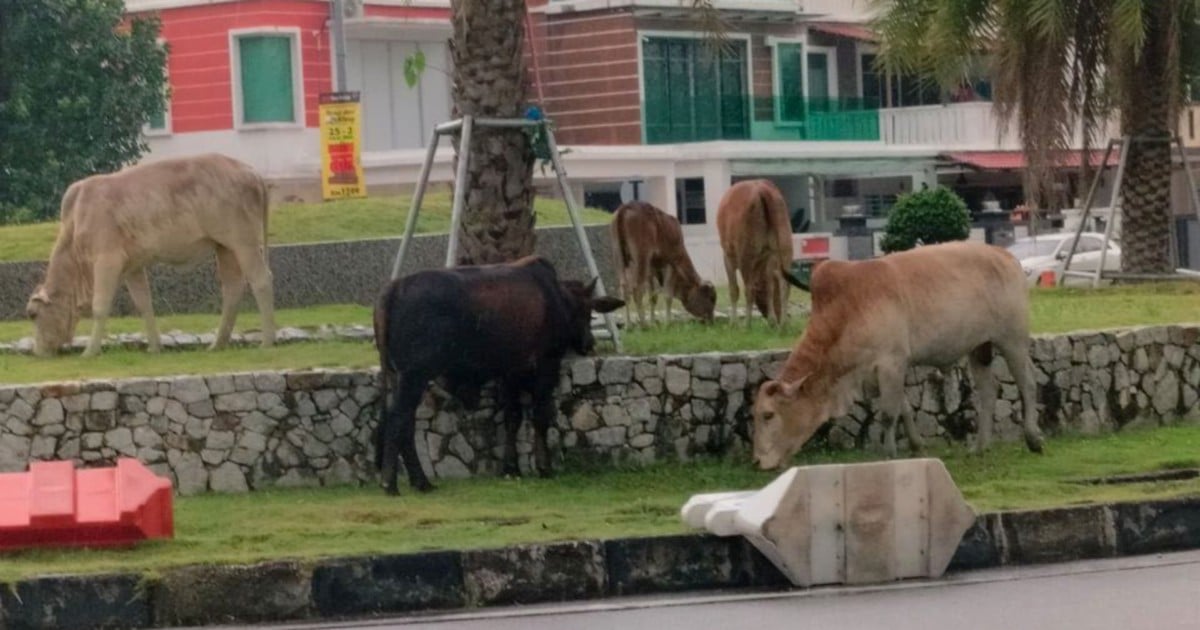 Stray cows removed from city streets following public complaints