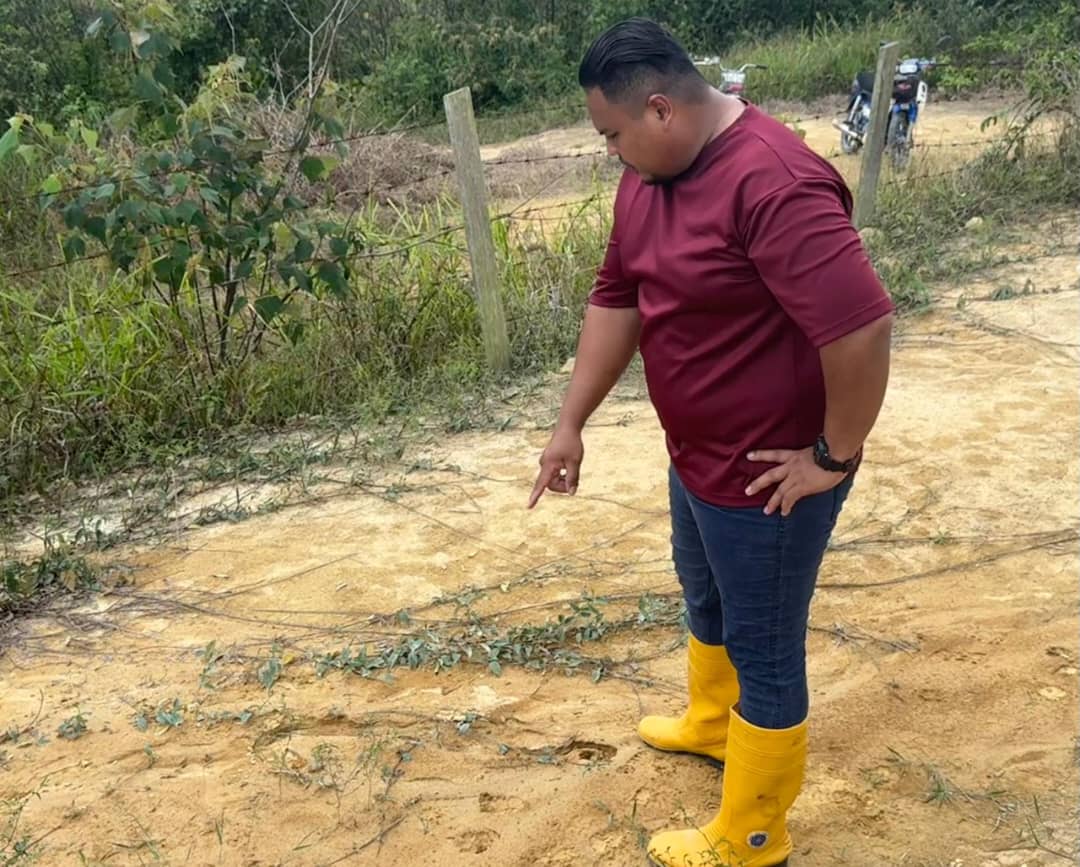 Tapak kaki harimau kumbang cemaskan penduduk Kampung Bemban