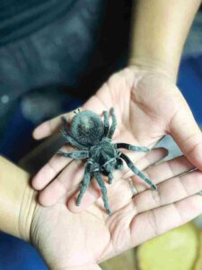 Tarantula mudah, murah untuk dijaga