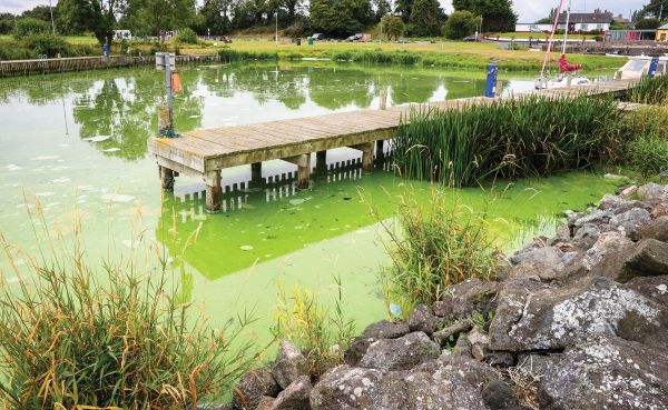 Tasik terbesar UK ‘tenat’ diselimuti alga beracun