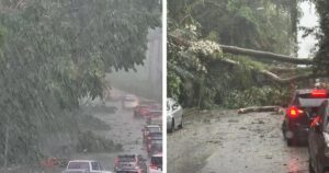 Trees topple as storm hits KL