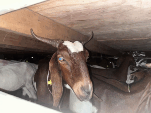 Two men arrested, 100 Boer goats seized in anti-smuggling operation