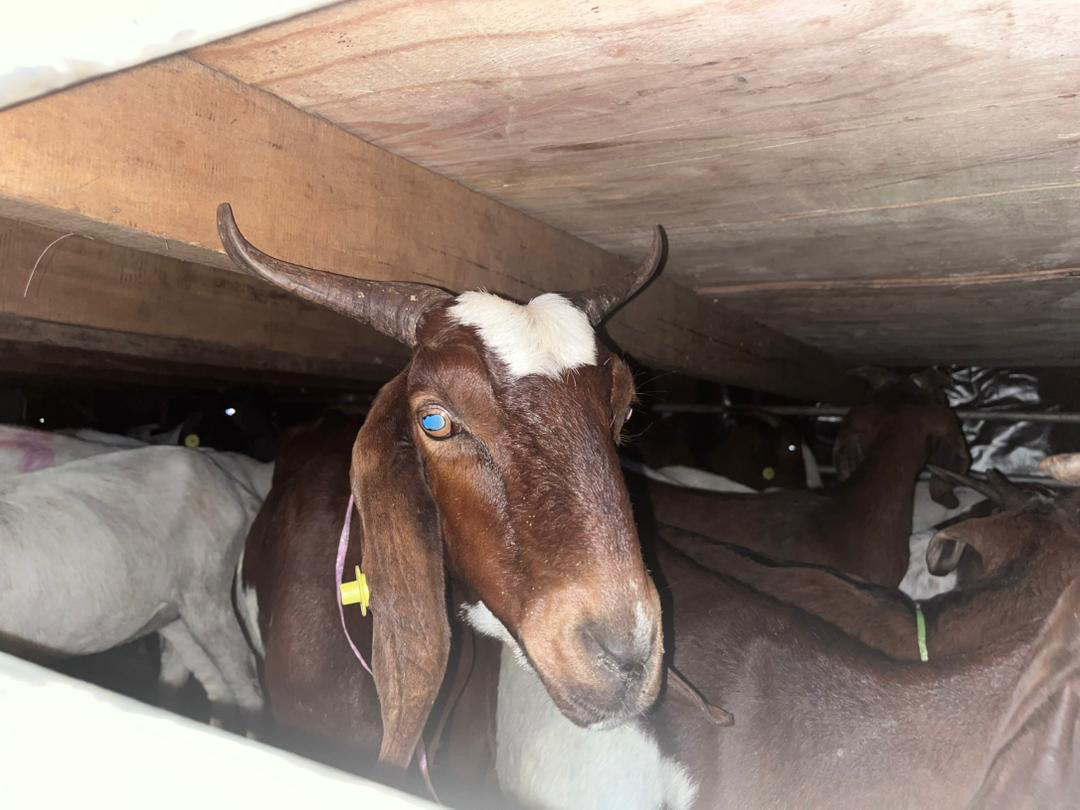 Two men arrested, 100 Boer goats seized in anti-smuggling operation