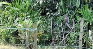 Villagers suffer losses as monkey attacks damage homes, crops in Kelantan
