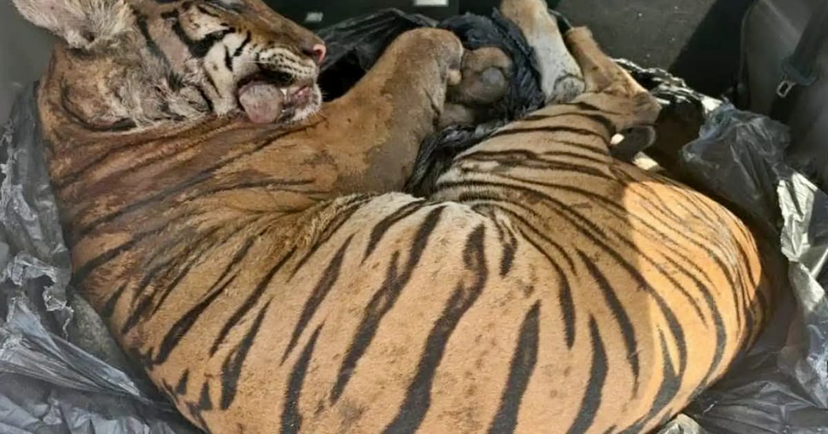 WWF demands ‘full force of the law’ after tiger’s carcass found in car