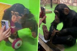 Zoo China larang cimpanzi tonton video, bimbang rosakkan penglihatan