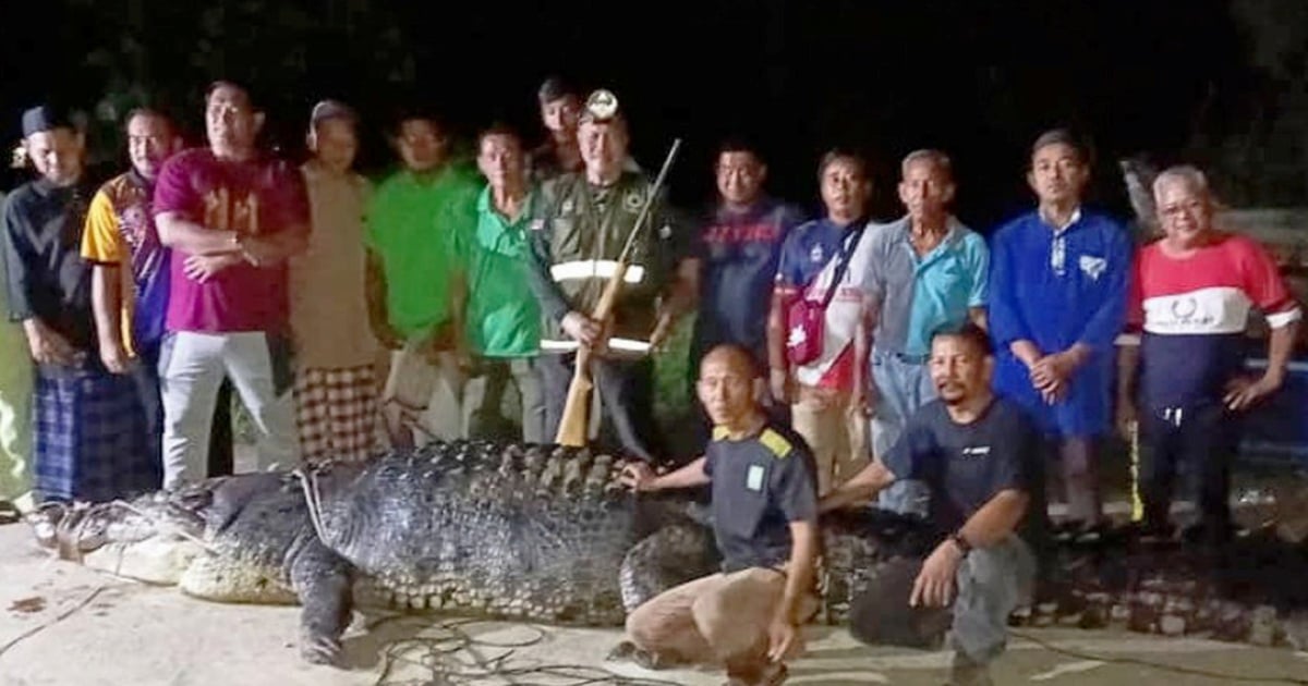 60-year-old, one-tonne crocodile caught in Tawau river after near attack