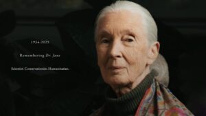 Ahli Primatologi Terkemuka Jane Goodall Meninggal Dunia