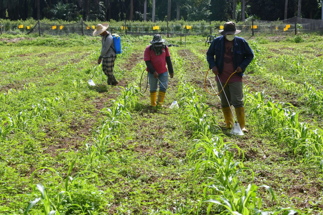 Allocation of RM6.87bil for Agriculture Ministry to raise productivity, ensure national food supply
